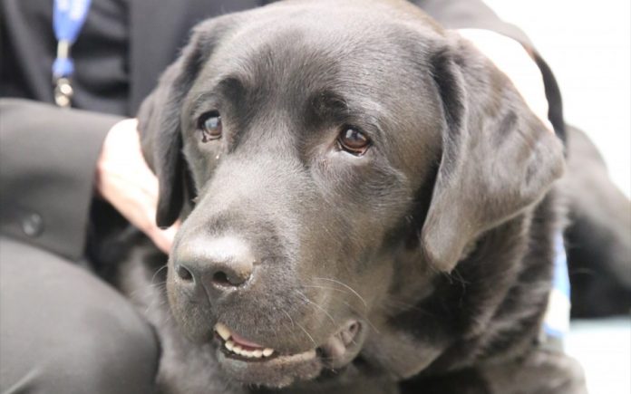 justice facility dog