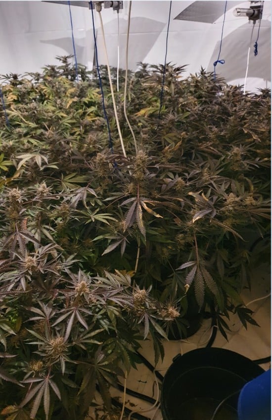 Arrest made after cannabis grow discovered in Nottinghamshire photo 2