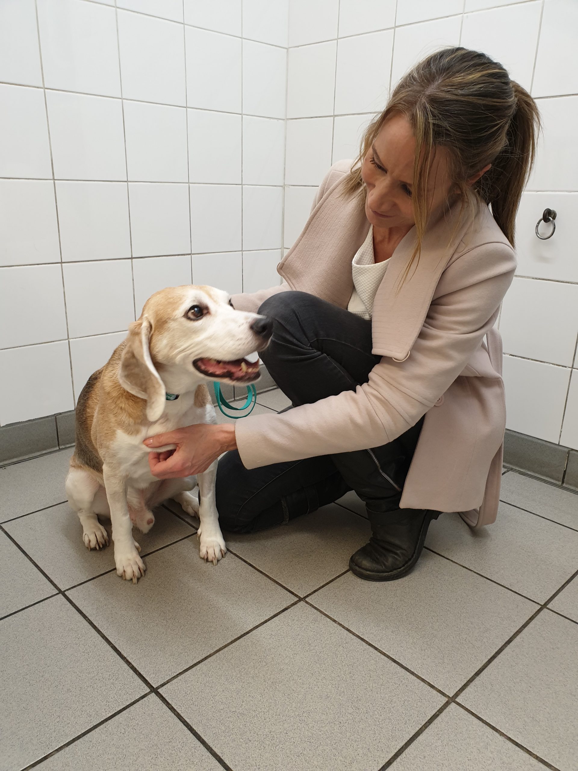 Deadly parasite leaves Benny battling for his life Benny the Beagle with his relieved owner Heather scaled
