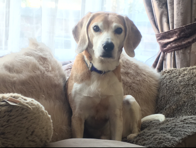 Deadly parasite leaves Benny battling for his life Thankfully Benny is at home recovered from the killer parasite but PDSA is warning others to be vigilant this spring time