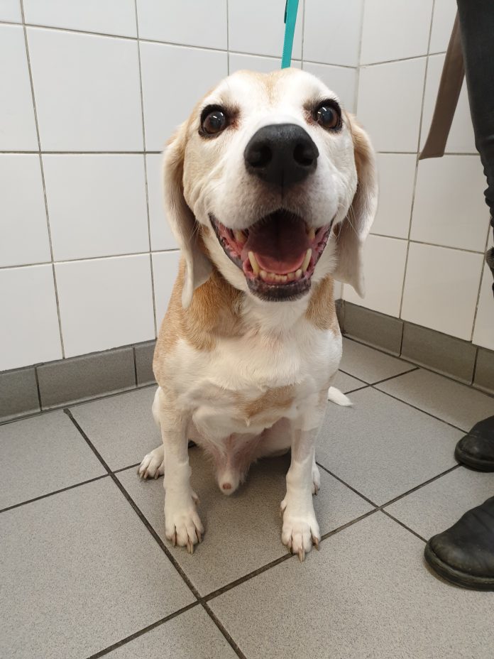 Thankfully Benny is feeling better after he recieveing life-saving care from PDSA