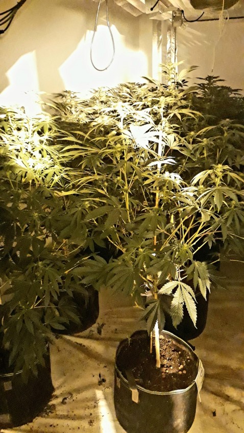 Pictures: 141 cannabis plants discovered in West Bridgford drugs raid West Bridgford drugs raid