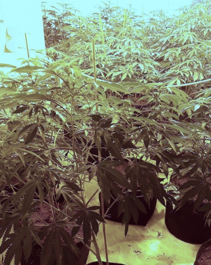 Pictures: 141 cannabis plants discovered in West Bridgford drugs raid West Bridgford drugs raid