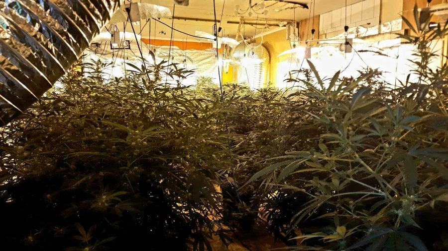 200 cannabis plants recovered in Newark raid 20200630 114053 resized