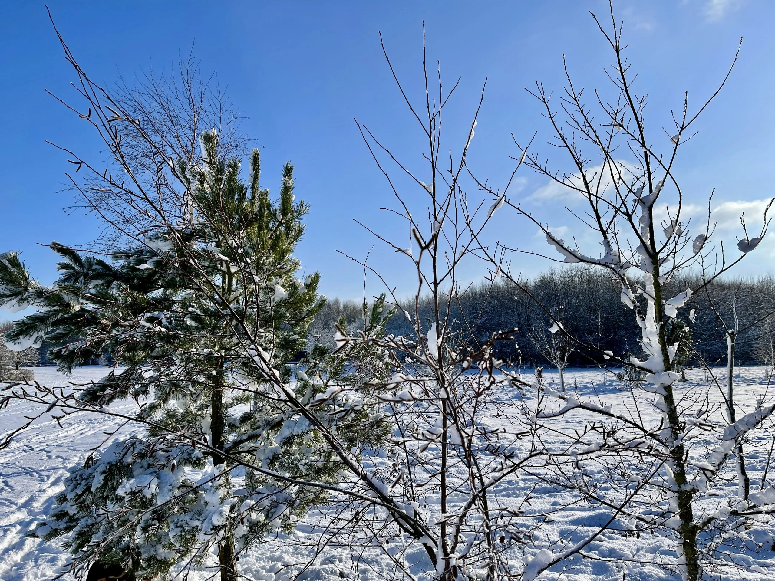 38 Pictures: Rushcliffe Country Park transformed into magical winter wonderland Rushcliffe Country Park - 25 January 2021 © westbridgfordwire.com