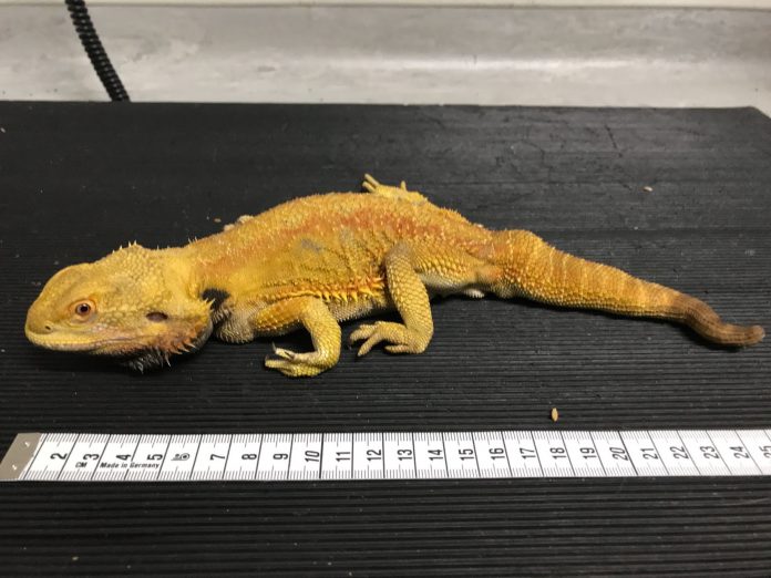 Bearded Dragon found on a Rushcliffe roadside Bearded Dragon found on a Rushcliffe roadside