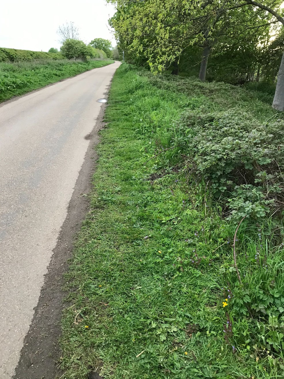 Bearded Dragon found on a Rushcliffe roadside dies after being rescued Bearded Dragon found on a Rushcliffe roadside