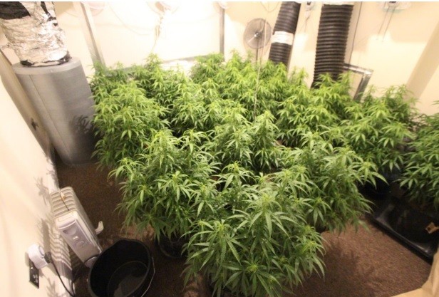 Three men jailed for £55,000 Wilford cannabis grow Wilford cannabis grow two