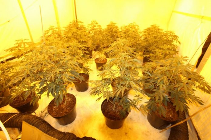 Clipstone-cannabis