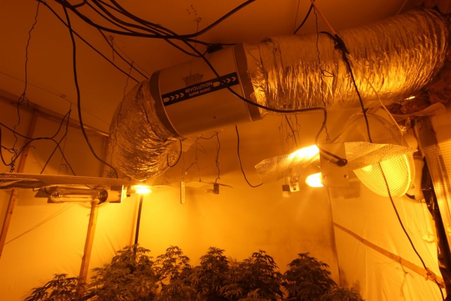 Four jailed after police find 208 cannabis plants at Notts 'drug factory' Clipstone cannabis2