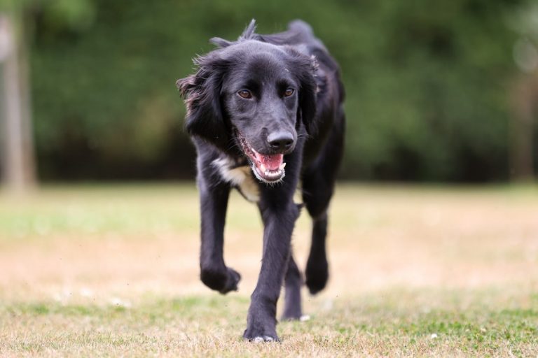 Video: Abandoned dog found close to death gets new role with Nottinghamshire Police