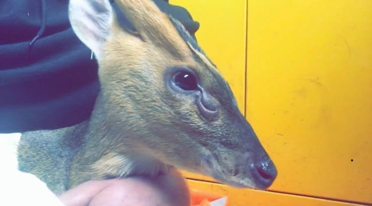 Muntjac deer pays a visit to bus engineering depot in Nottingham