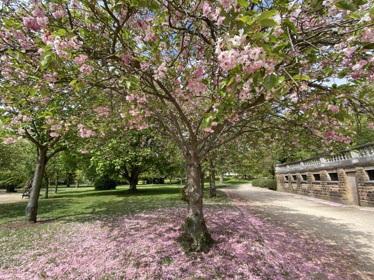 National Trust and Nottingham City Council to plant blossom trees as Covid memorials in Lenton and St Mary’s