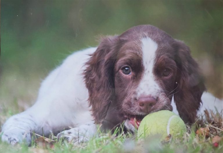 Police announce death of force’s ‘exceptional’ sniffer dog Mij aged over 17 years old