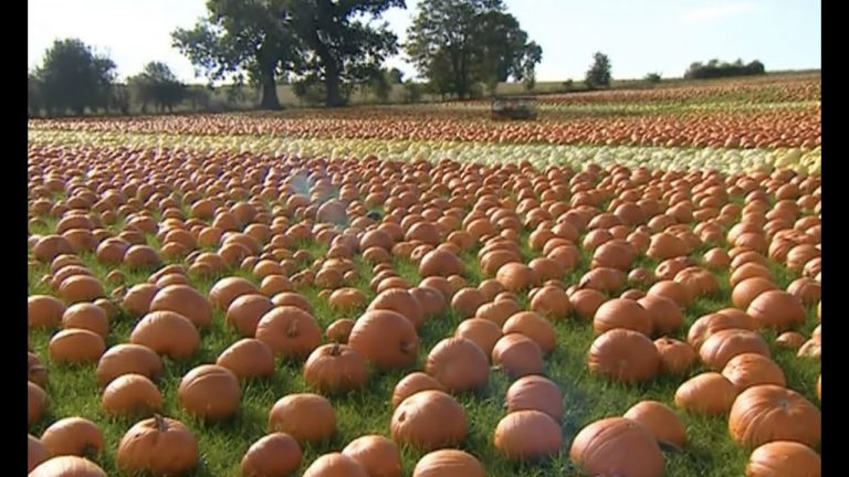 Video: 50,000 pumpkins ready for picking at Nottinghamshire growers!