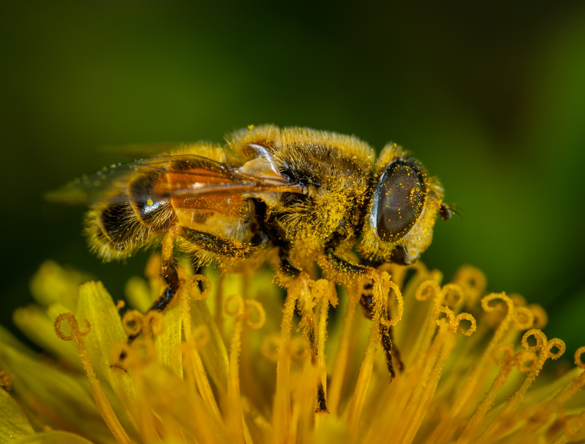 bee covered in HR pollen