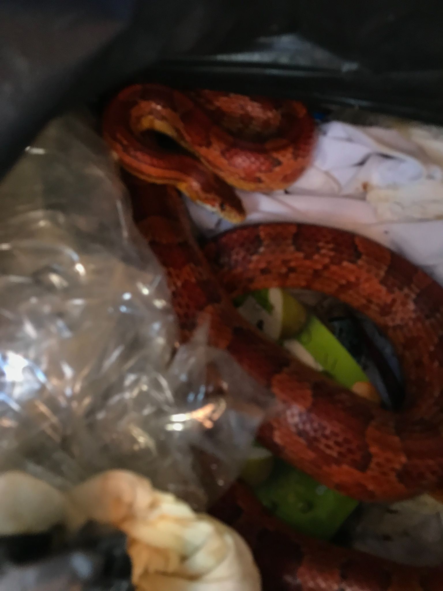 STAFFS Snake in bin