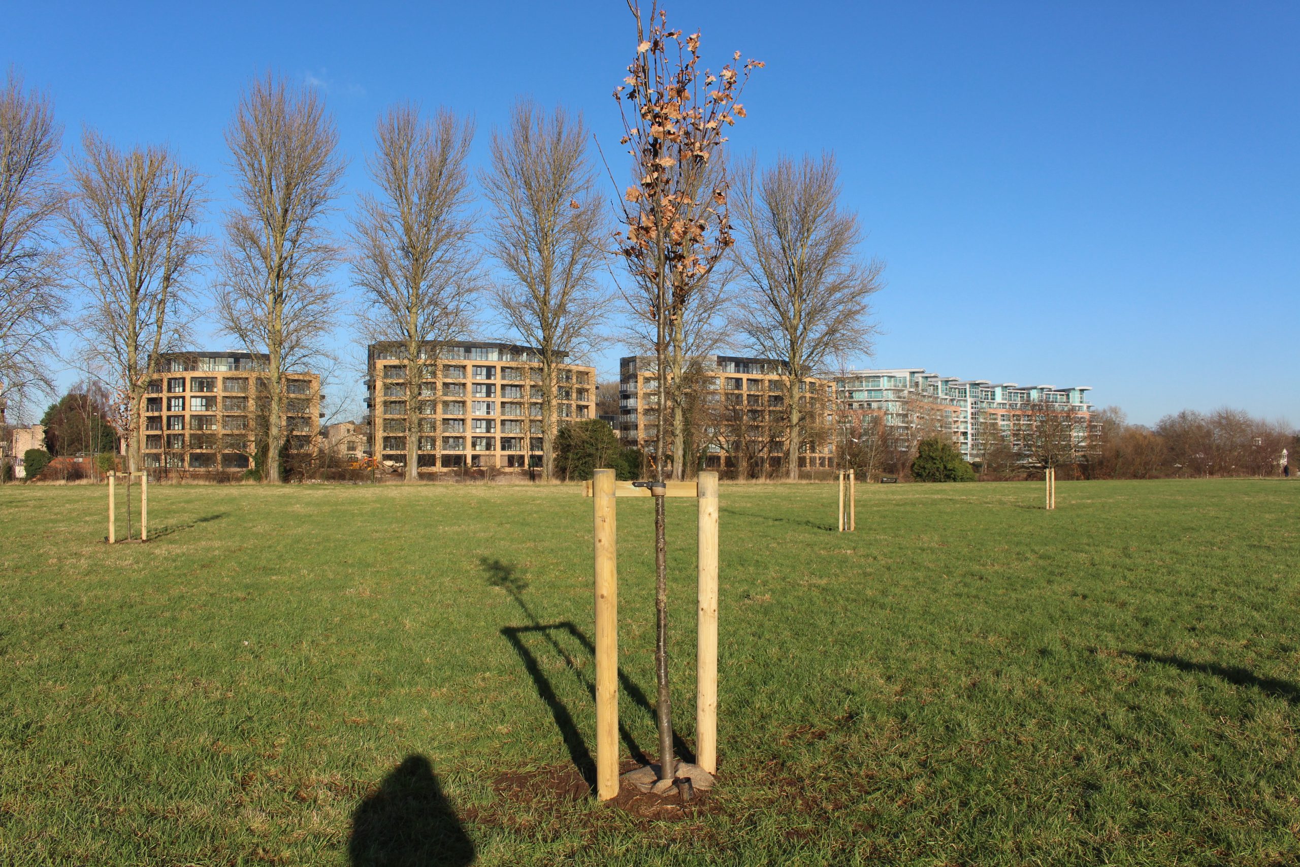 Seven English Oak trees hav been planted in Jubilee Wood representing each decade of the Jubilee scaled