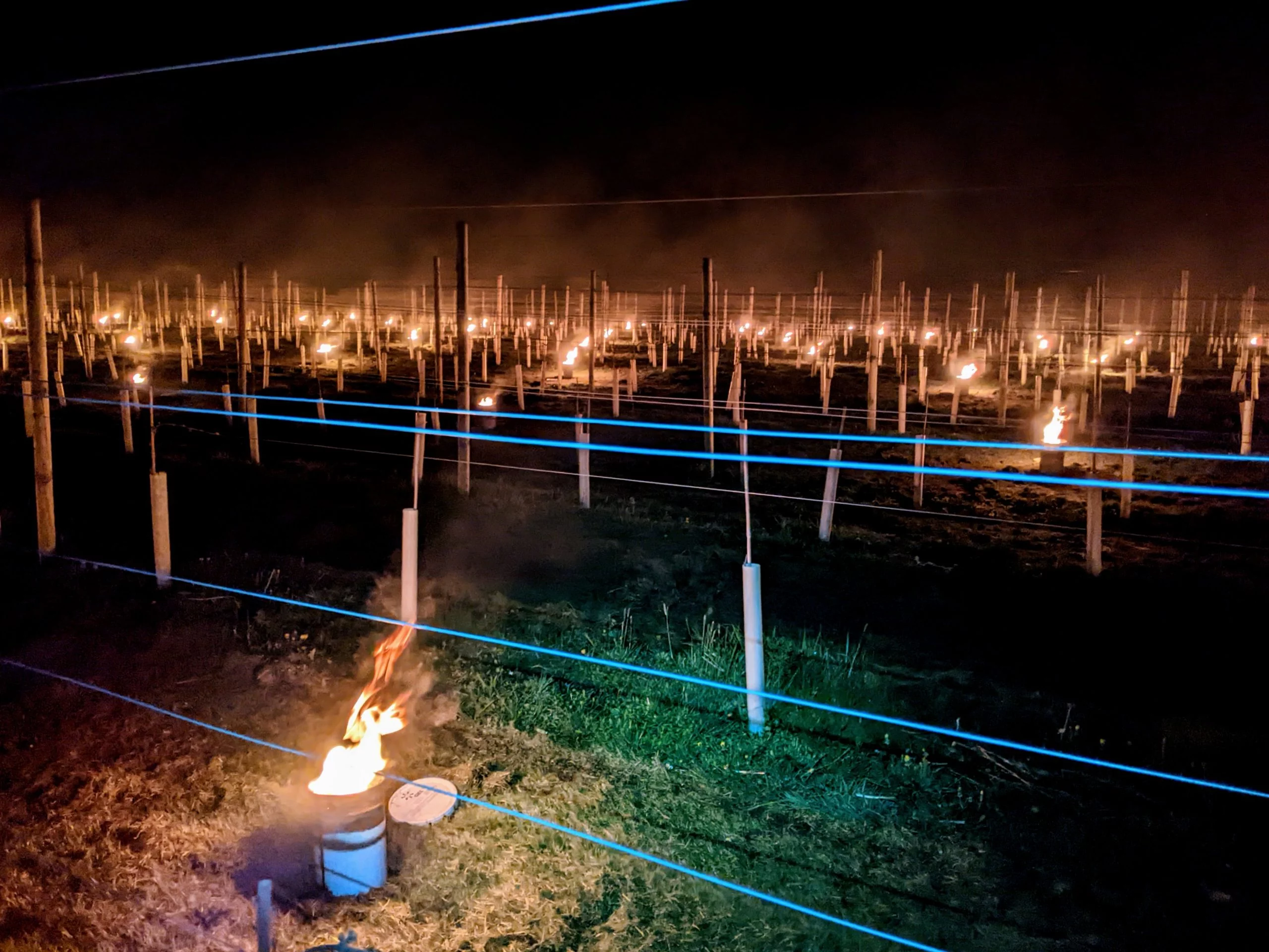 Amazing images show Rushcliffe vineyard lit with hundreds of candles to protect grapes from frost Amazing images show Rushcliffe vineyard lit with hundreds of candles to protect grapes from frost