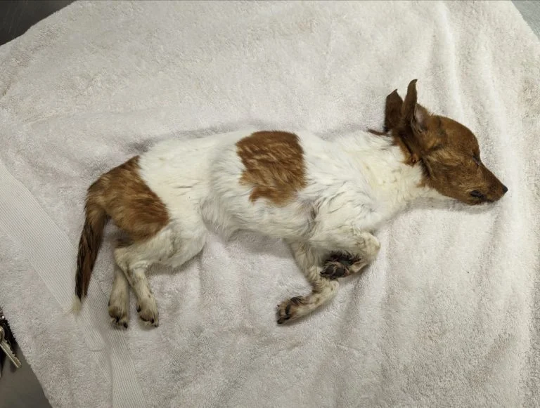 Appeal after dog found starving near Nottinghamshire rail station dies