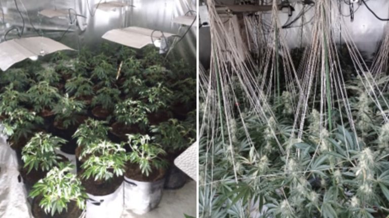Hundreds of cannabis plants found at Nottinghamshire property