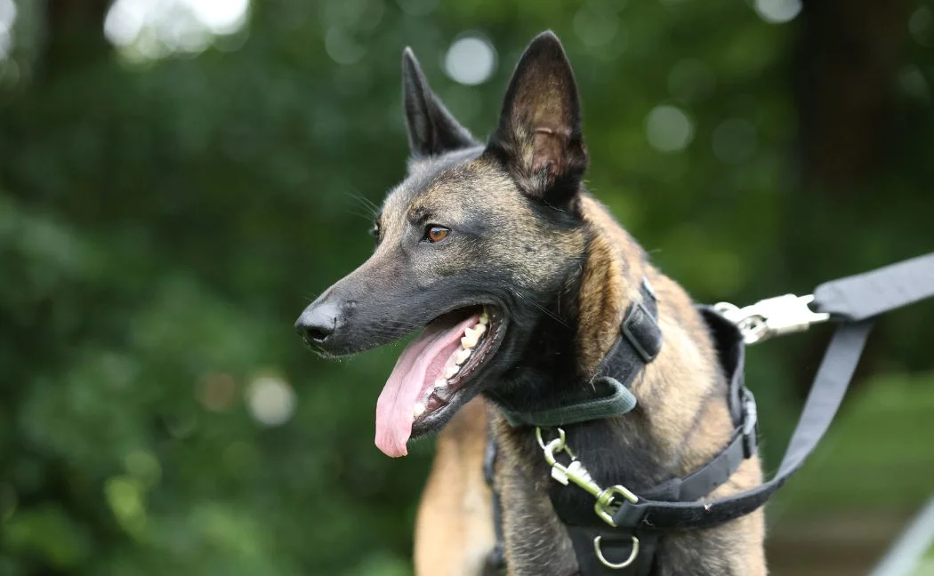PD Rocket tracks down driver after police deploy Stinger in pursuit near Gunthorpe 20230925 pd rocket1