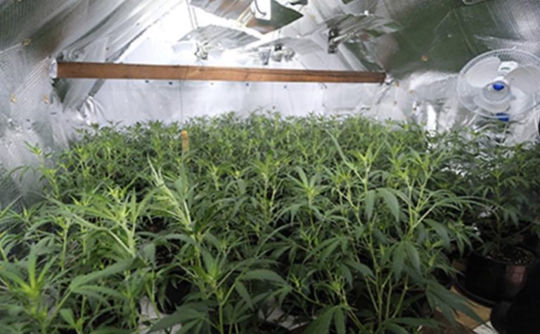 £100,000 cannabis farm found in a Nottingham residential street