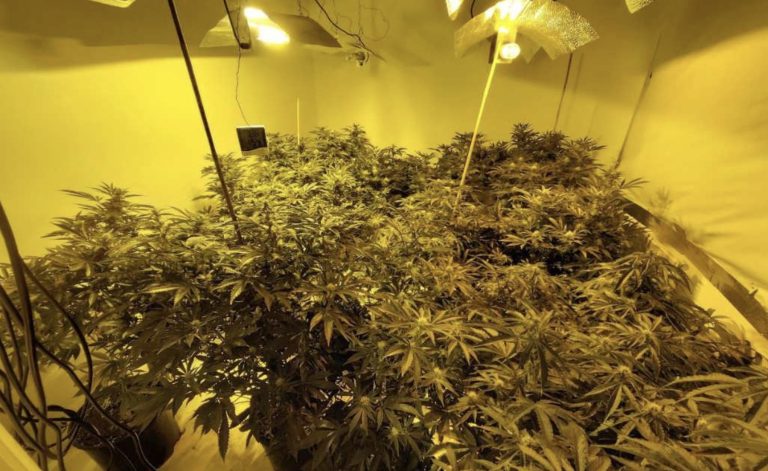 £300,000 cannabis grow found in Rushciffe village