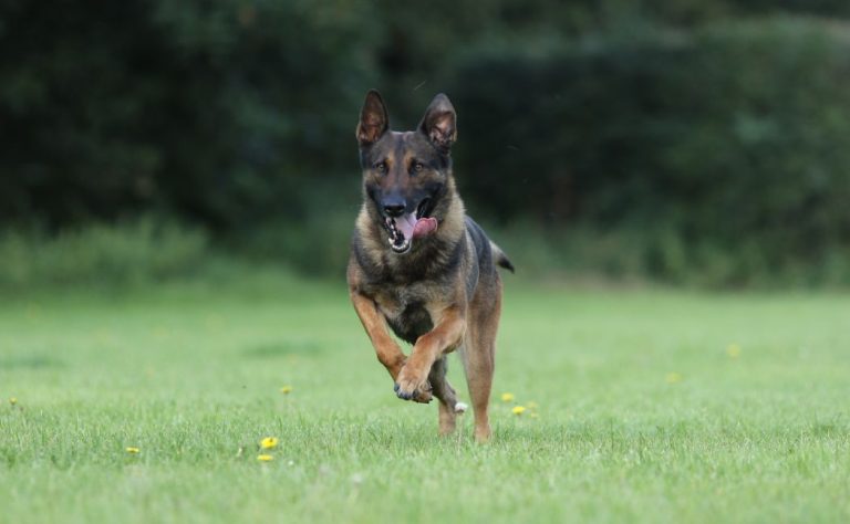 Man riding e-scooter stabbed five strangers before police dog caught him