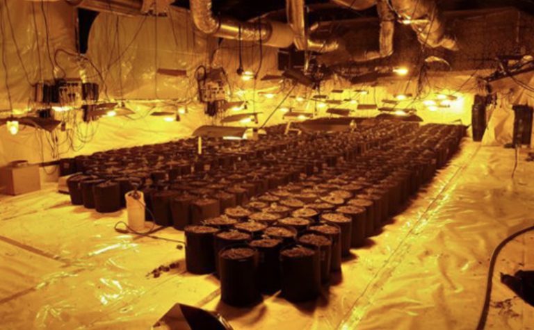 £600,000 cannabis factory found in former Nottinghamshire nightclub