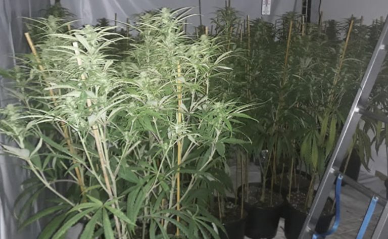 West Bridgford: £300,000 cannabis factory discovered on Loughborough Road