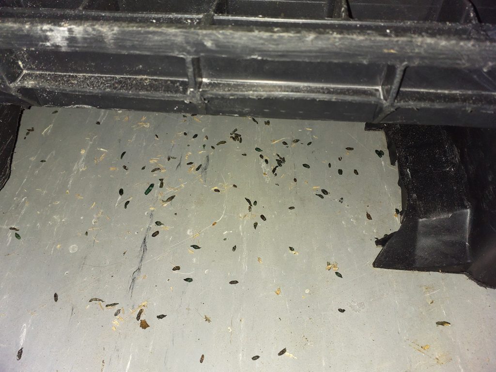 Rushcliffe: Bakery to pay £21,000 after mice infestation and hygiene ...