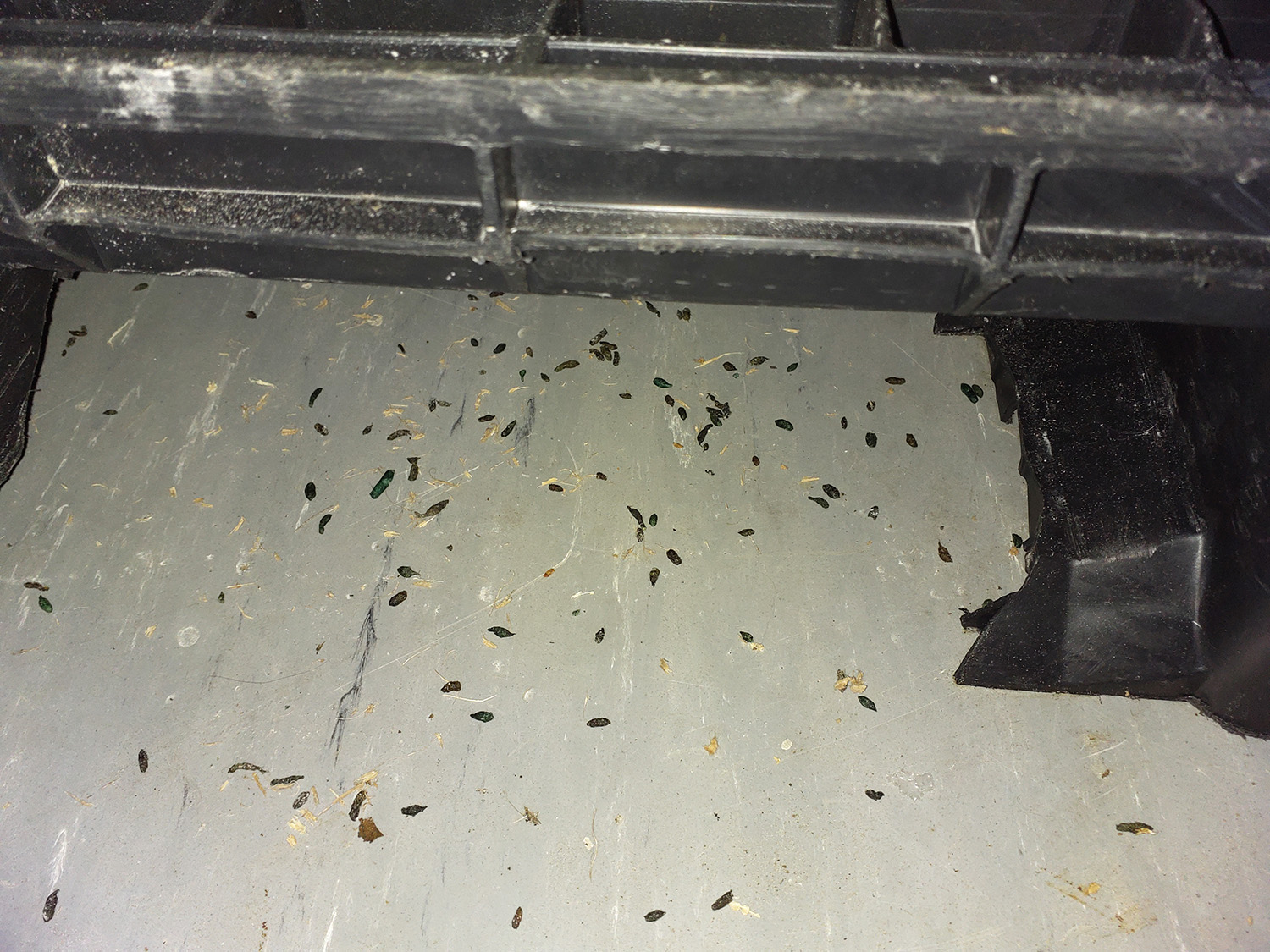 Bakery left with 21k bill and closed over mice and infestation