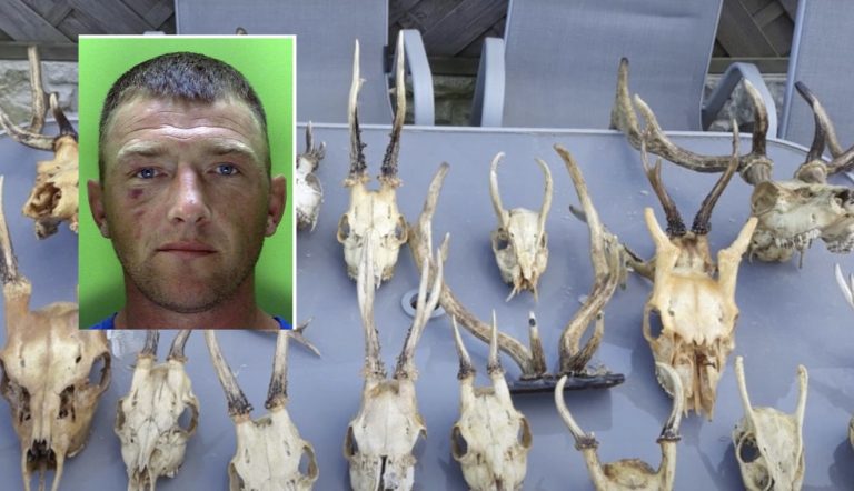 Brutal catalogue of animal cruelty leads to jail for Nottinghamshire man