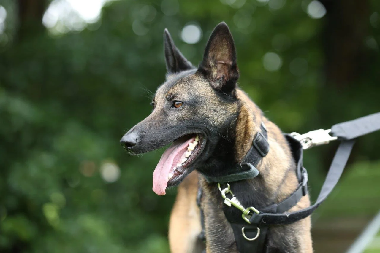 PD Rocket tracks down driver after police deploy Stinger in pursuit near Gunthorpe pd rocket panting