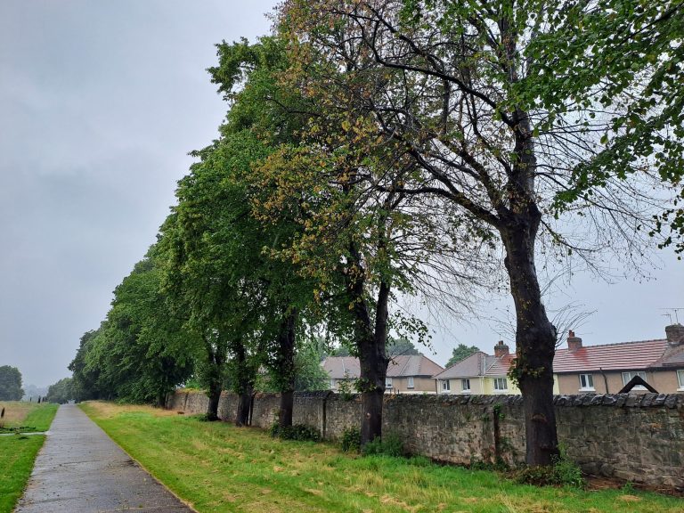 Nottinghamshire: Vandals drill holes in cemetery trees and pour diesel into them
