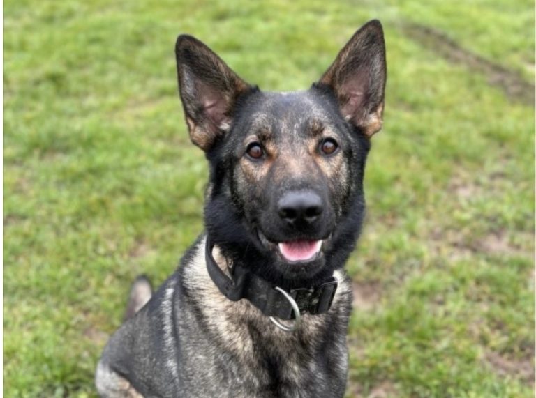 Tributes paid after officers name Police Dog who died in line of duty