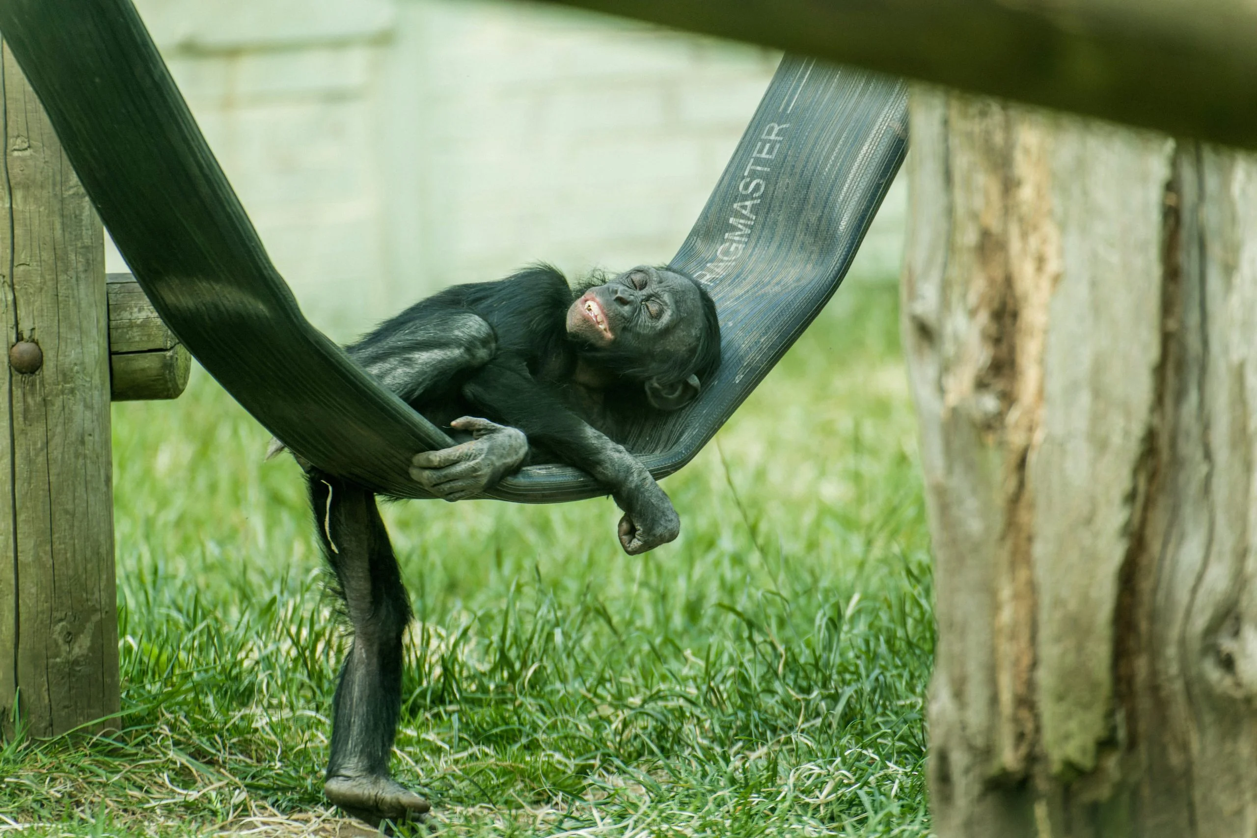 Twycross Zoo Bonbo resting by Phil Grain scaled