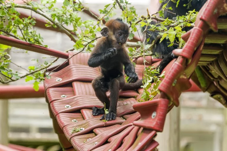 Airport donates hoses to Twycross Zoo’s apes and primates