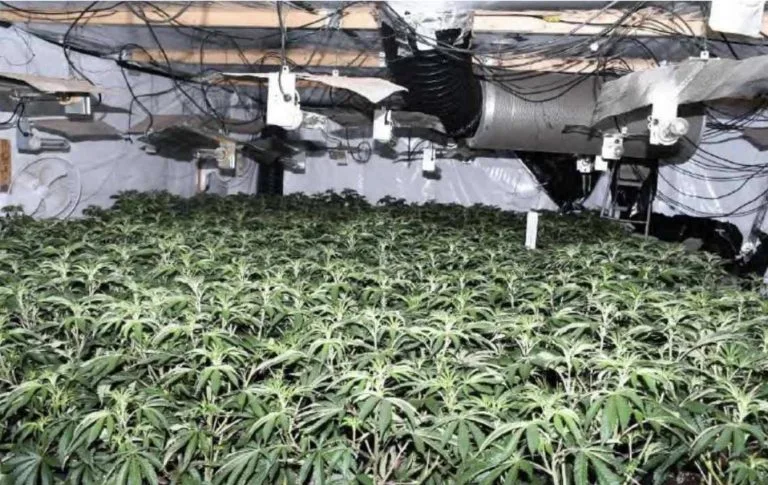£1.8 million cannabis factory found in Nottingham warehouse