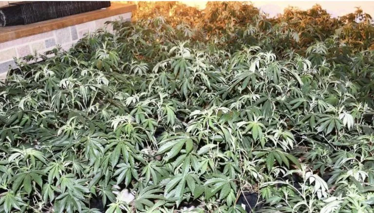 Major drugs raids close down £350,000 cannabis factories in Nottingham