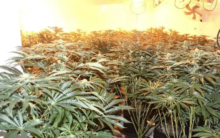 £180,000 cannabis factory discovered in West Bridgford house