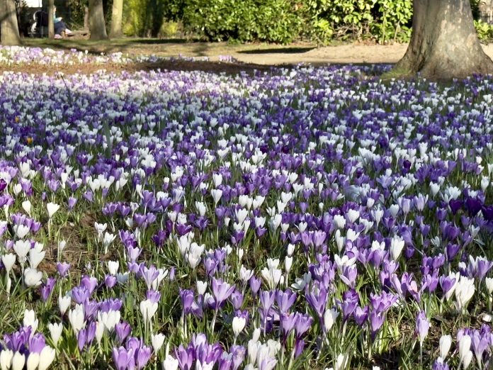 crocuses