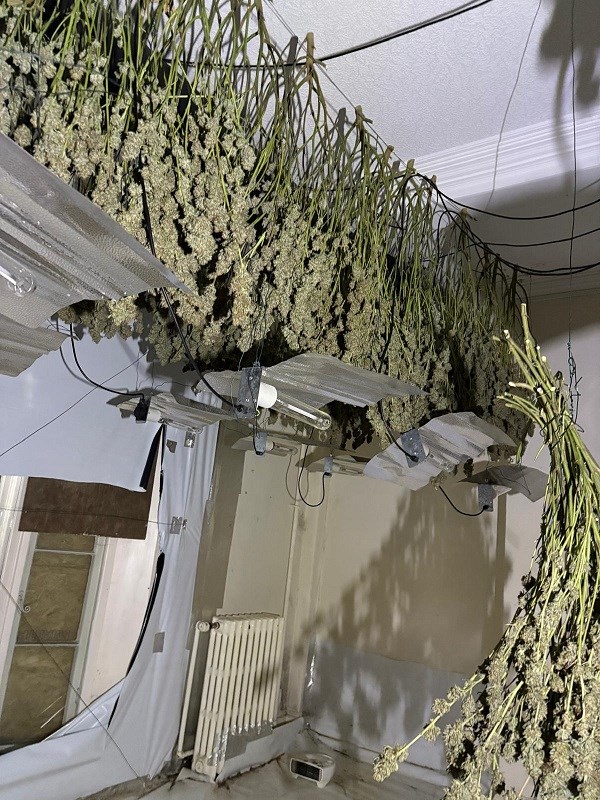 cannabis factory 1 2