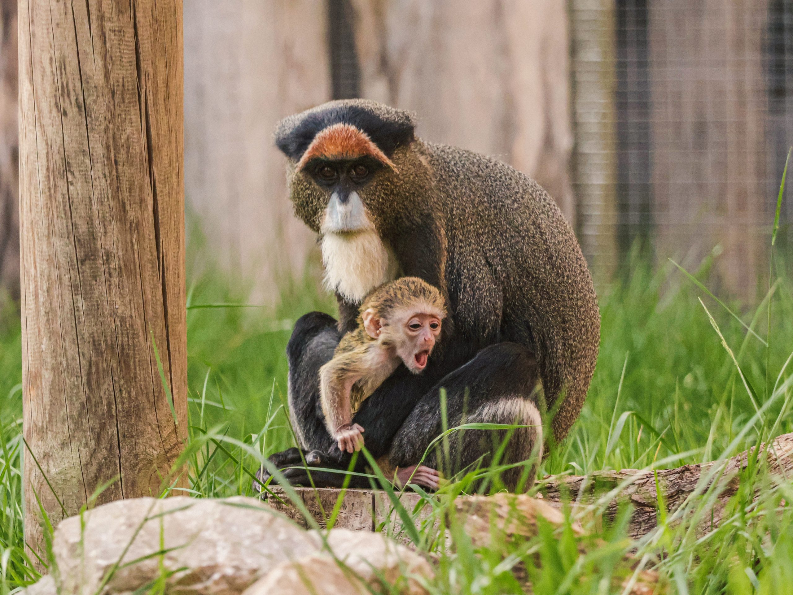 29.05.25 Baby De Brazzas Monkey 1 scaled