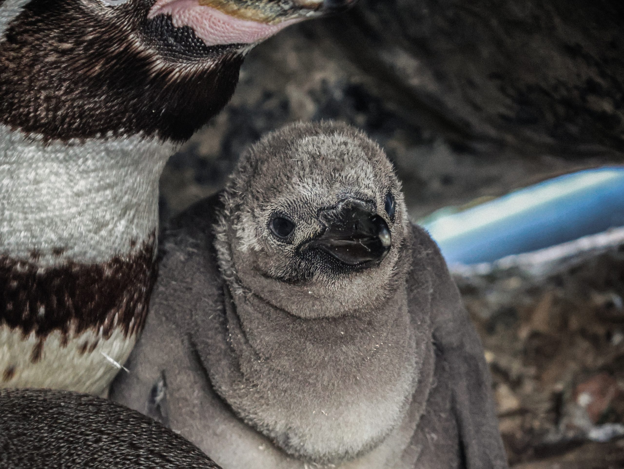 29.05.25 Penguin Chicks 2 scaled