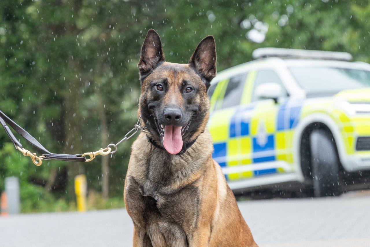 pd gibbs