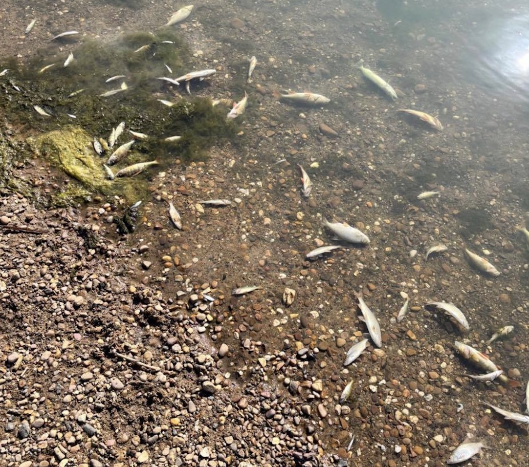 Radcliffe: Dead fish washed up after oxygen levels fall | West ...