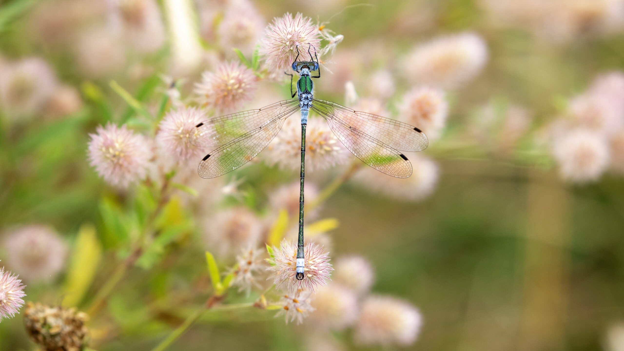 Kevin Clarke crowned winner of Nottinghamshire nature photographic competition 6aadb33d a225 4621 a7db bcb11d20b4f5 scaled