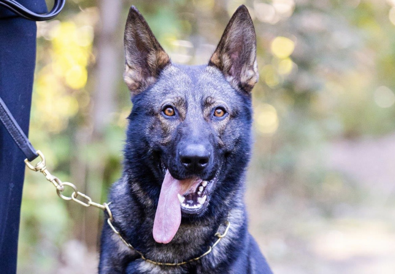 Armed police and PD Max combine to seize hunting knife in Wollaton incident Screenshot 2025 11 20 at 17.49.59